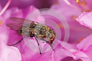 Cluster-fly on pink flower