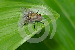 Cluster Fly - Genus Pollenia photo