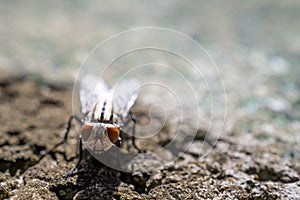 Cluster fly`s face close up picture