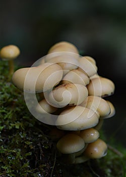 Cluster of forest mushrooms on moss