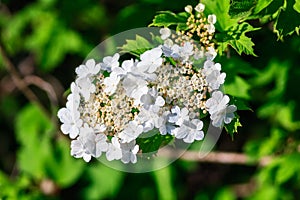 Cluster of fragile white blooming blackberry bush flowers on beautiful green background