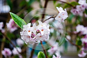 Daphne flower cluster photo