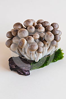 Cluster of fresh brown shimeji mushrooms close up. shimeji mushrooms on a light background with stone and moss