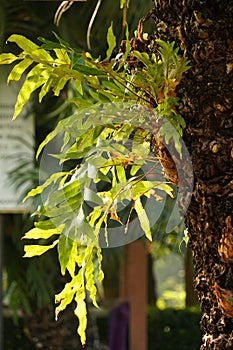 A cluster of fresh green Aglaomorpha fortunei plants clinging to a Cycas rumphii trunk photo