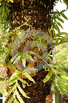 A cluster of fresh green Aglaomorpha fortunei plants clinging to a Cycas rumphii trunk photo
