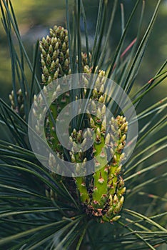 Cluster of fresh green pine branches with small buds and pine cones visible hanging off them