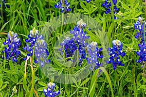 A Cluster of Fresh Texas Bluebonnets.