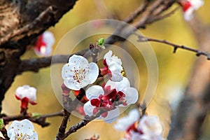 CLUSTER OF FRUIT TREE BLOSSOMS OPENING