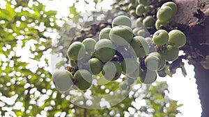 Cluster and fruits of Cluster fig on tree