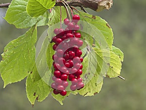 Cluster of fruits of a magnolia vine Schisandra chinensis