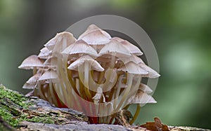 Cluster of fungi