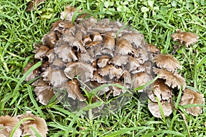 Cluster of Fungi - Psathyrella