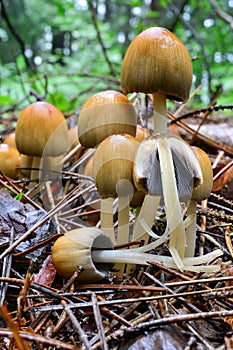 Cluster of Glistening Inkcap mushrooms, cross section in foreground