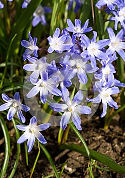 A Cluster Glory-of-the-Snow Flowers Blooming in the Spring Sunshine