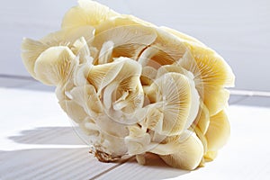 Cluster of golden oyster mushroom on white wooden background
