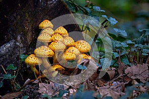 Cluster of Golden pholiota ( Pholiota aurivella ).