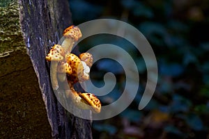 Cluster of Golden pholiota ( Pholiota aurivella ).