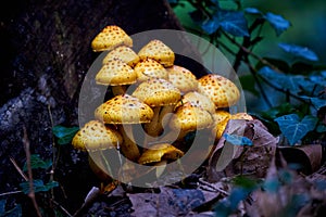 Cluster of Golden pholiota ( Pholiota aurivella ).