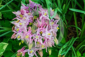 Cluster of Granny`s Bonnets - Aquilegia vulgaris