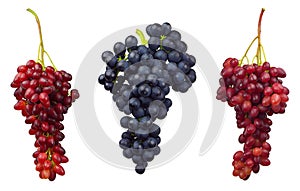Cluster of grape. Bunch of grapes. Wine grapes. Collection with grapes red, dark blue. Table grapes. fresh grapes
