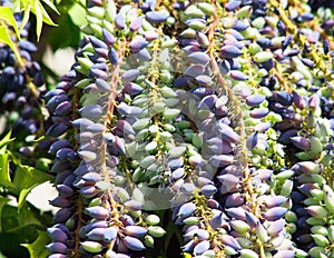 Cluster of grape like fruit on a Leatherleaf Mahonia