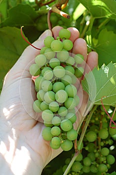 Cluster of grapes