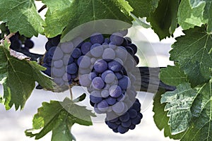 cluster of grapes