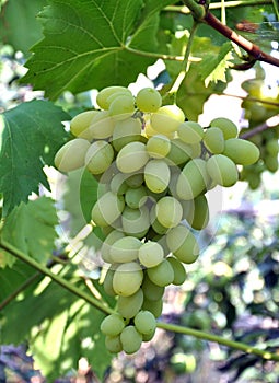 Cluster grapes with berries