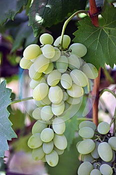 Cluster grapes with berries