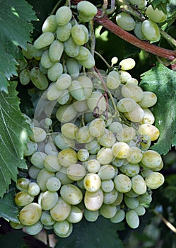 Cluster grapes with berries