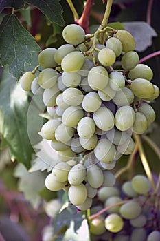 Cluster grapes with berries