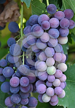 Cluster grapes with berries