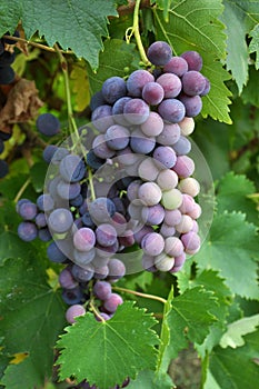 Cluster grapes with berries