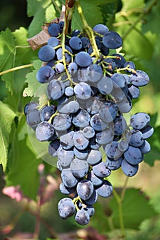 Cluster grapes with berries