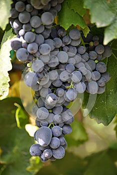 Cluster grapes with berries