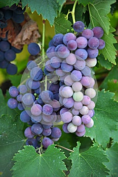 Cluster grapes with berries