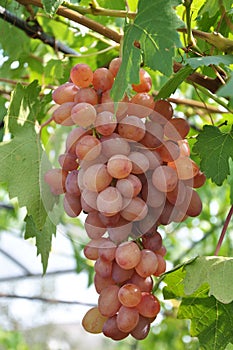 Cluster grapes with berries