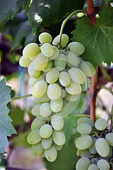 Cluster grapes with berries