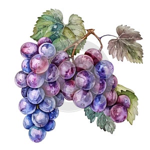 A cluster of grapes in deep purples and greens done in watercolor