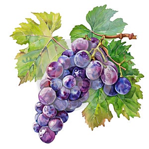 A cluster of grapes in deep purples and greens done in watercolor