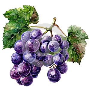 A cluster of grapes in deep purples and greens done in watercolor