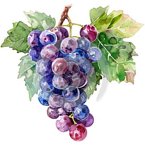 A cluster of grapes in deep purples and greens done in watercolor