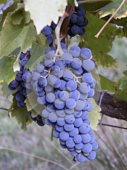 Cluster of grapes in France to produce wine in France