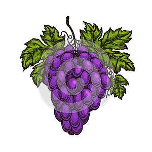 Cluster of grapes. Fruit, winery, wine sketch. Winemaking vector illustration