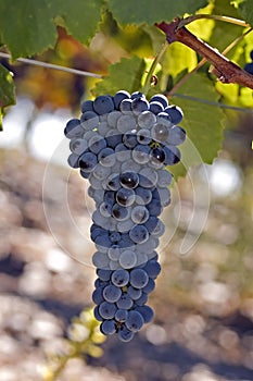 Cluster of grapes on vine