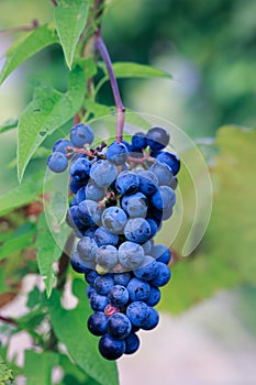 Cluster of Grapes on Vine