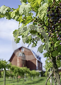 Cluster of grapes on the vine with blurred barn in the distance