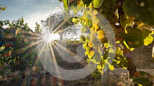 Cluster of grapes in the vineyard at sunset