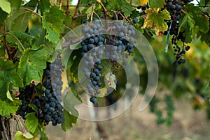 Cluster of grapes in the wine-yard
