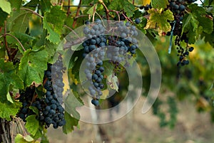 Cluster of grapes in the wineyard